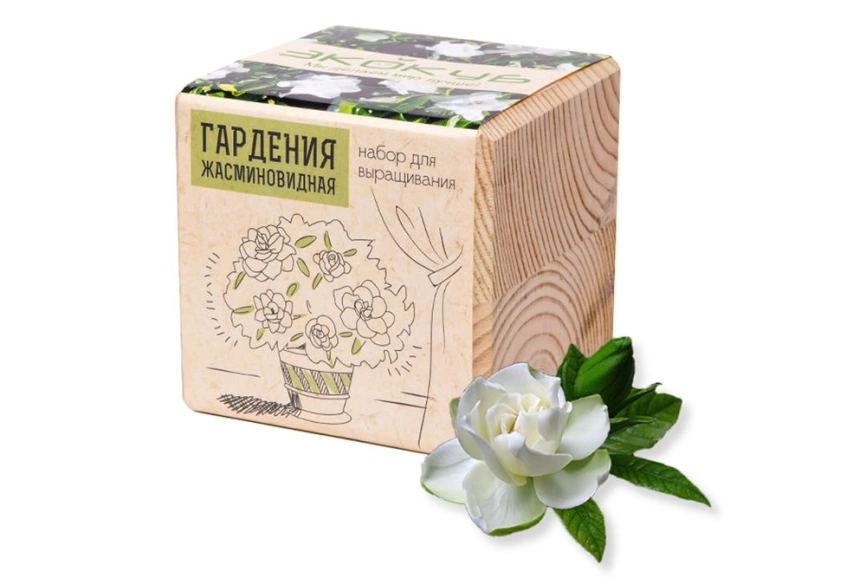 Набор для выращивания «Экокуб», гардения жасминовидная фото 1
