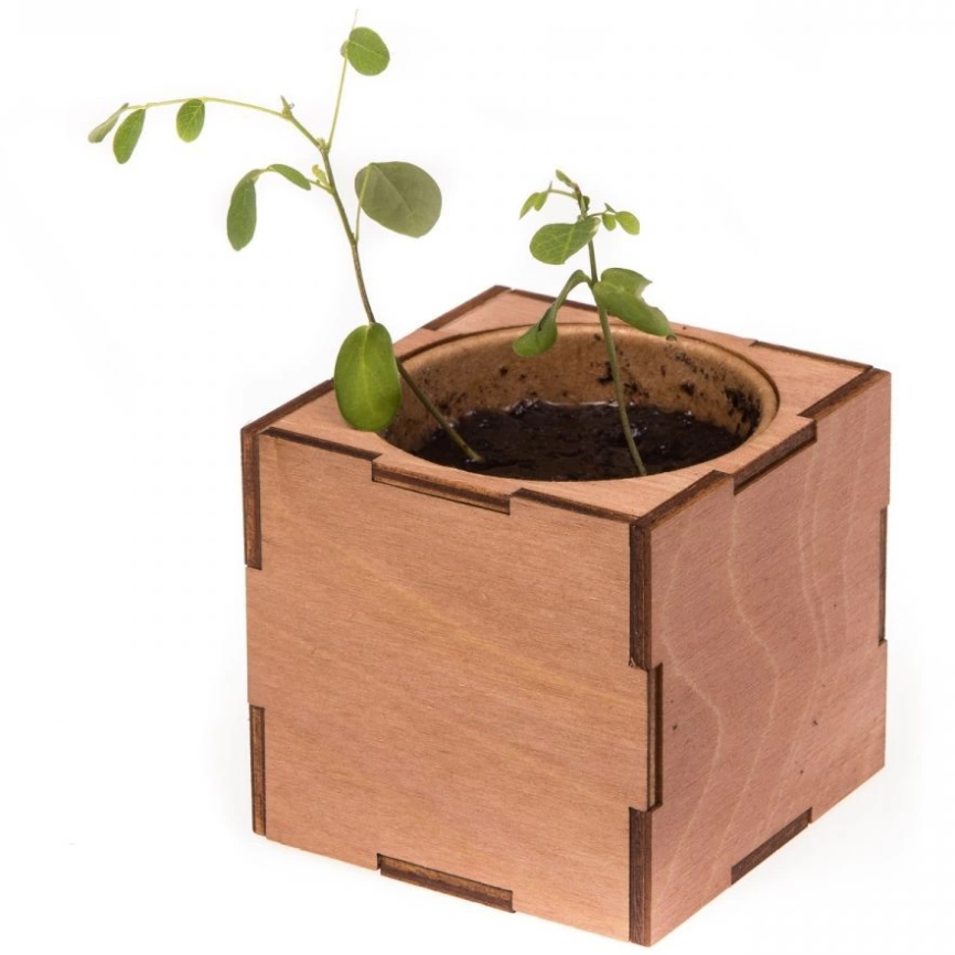 Набор для выращивания «Экокуб Lite», акация фото 5