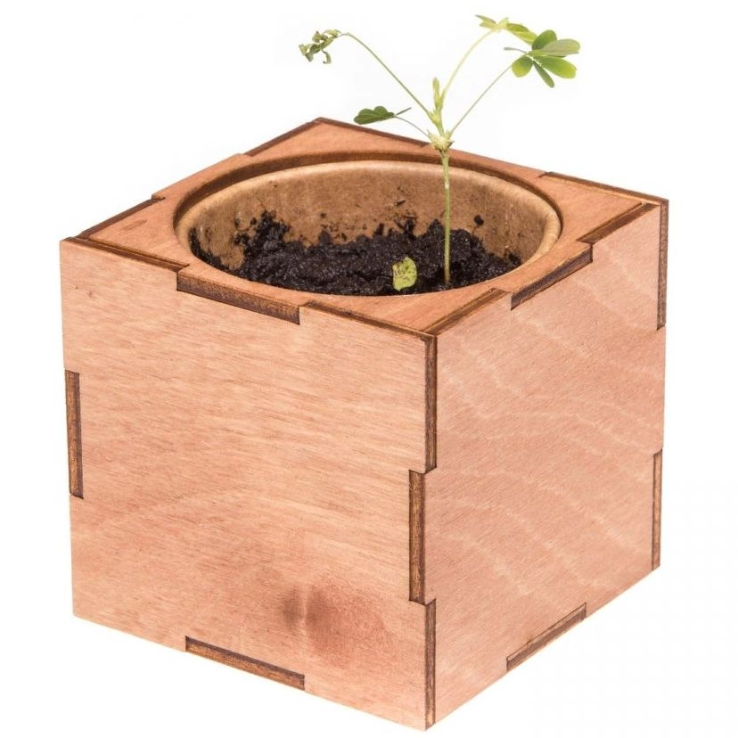 Набор для выращивания «Экокуб Lite», мимоза фото 5