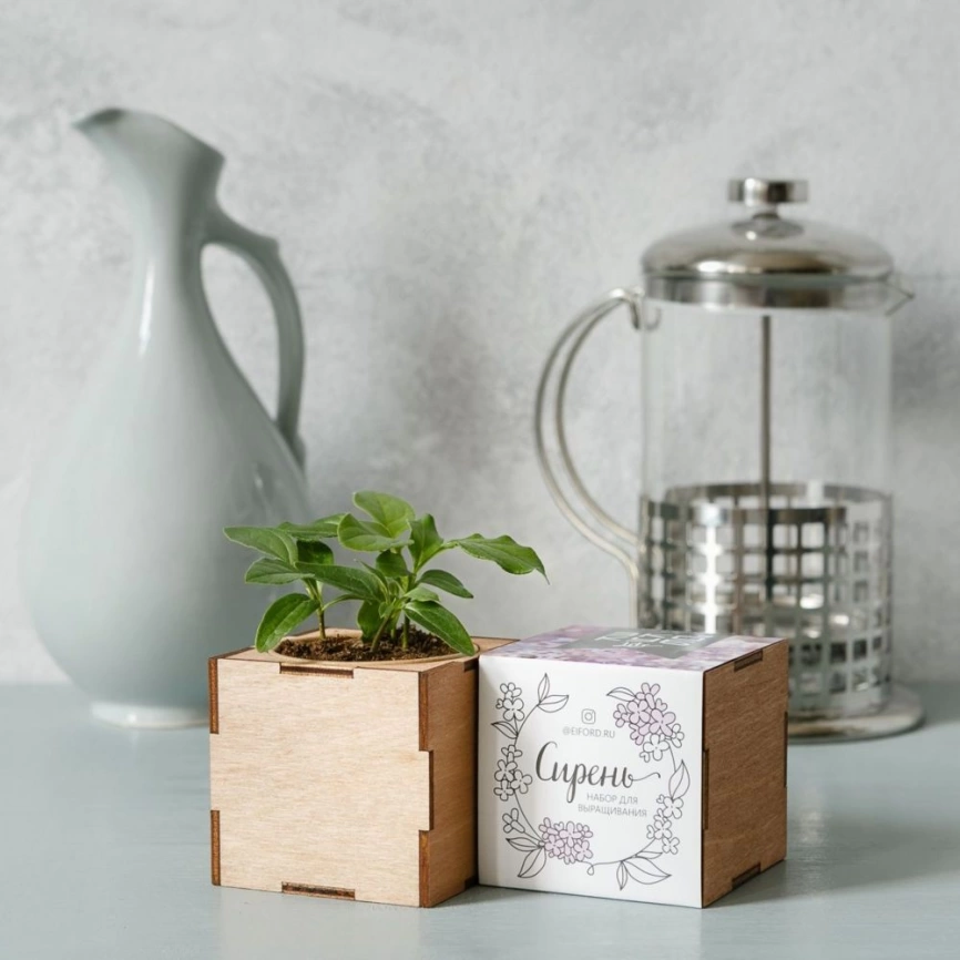 Набор для выращивания «Экокуб Lite», сирень фото 2