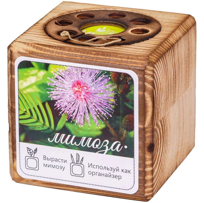 Набор для выращивания с органайзером «Экокуб Burn», мимоза фото 7