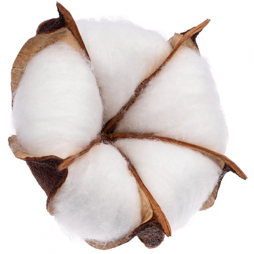 Цветок хлопка Cotton, белый фото 1
